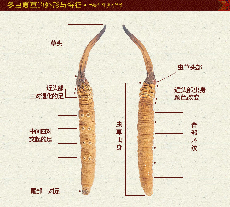 ���x�Ĳ����Ďׂ�(g��)�M�ɲ���,���x�Ĳݸ��M�ɲ��ֵķQ�������Q